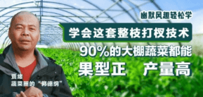 90%的大棚蔬菜都能国型正 产量高